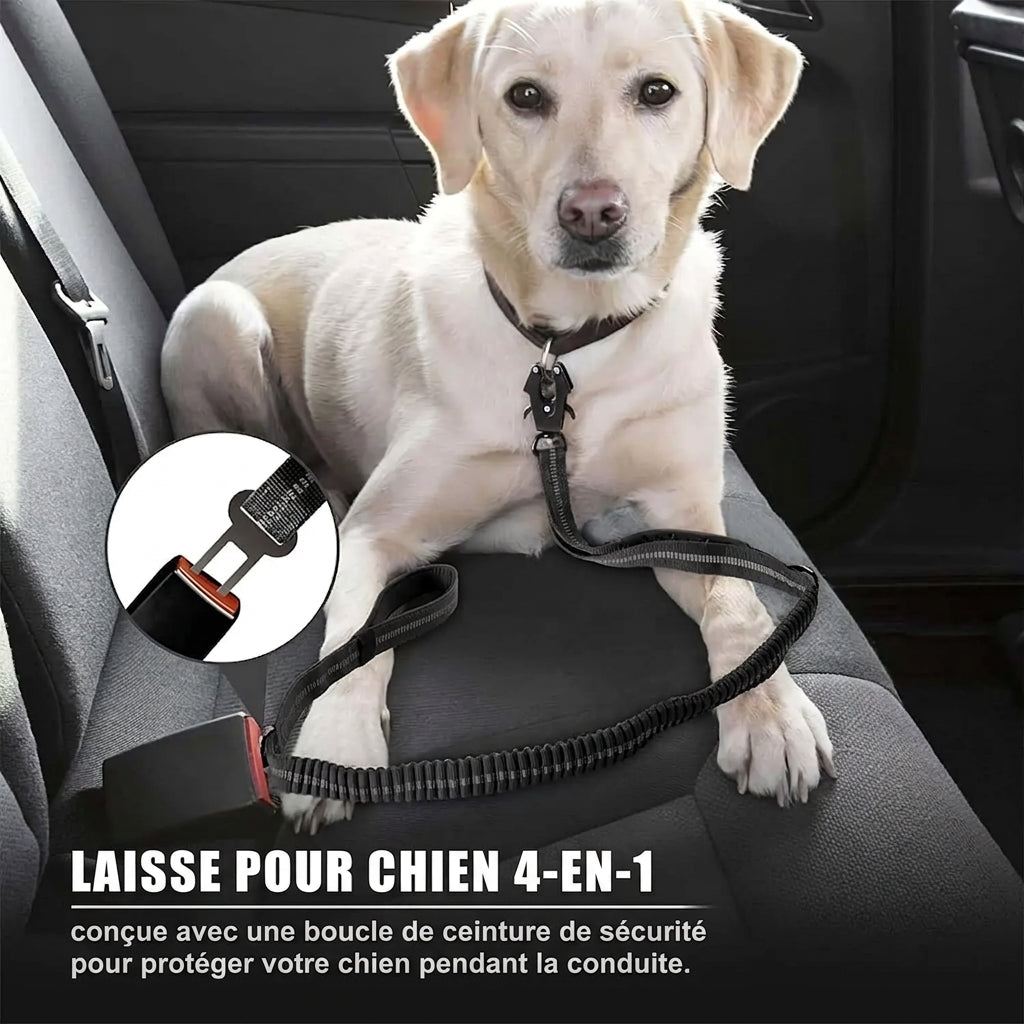 Laisse réfléchissant et anti-traction pour chien - Promenades sûres et confortables
