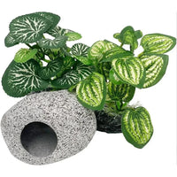 Herbes aquatiques pour aquarium - vue de profil
