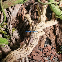 Aménagement de terrarium avec tronc de bois flotté