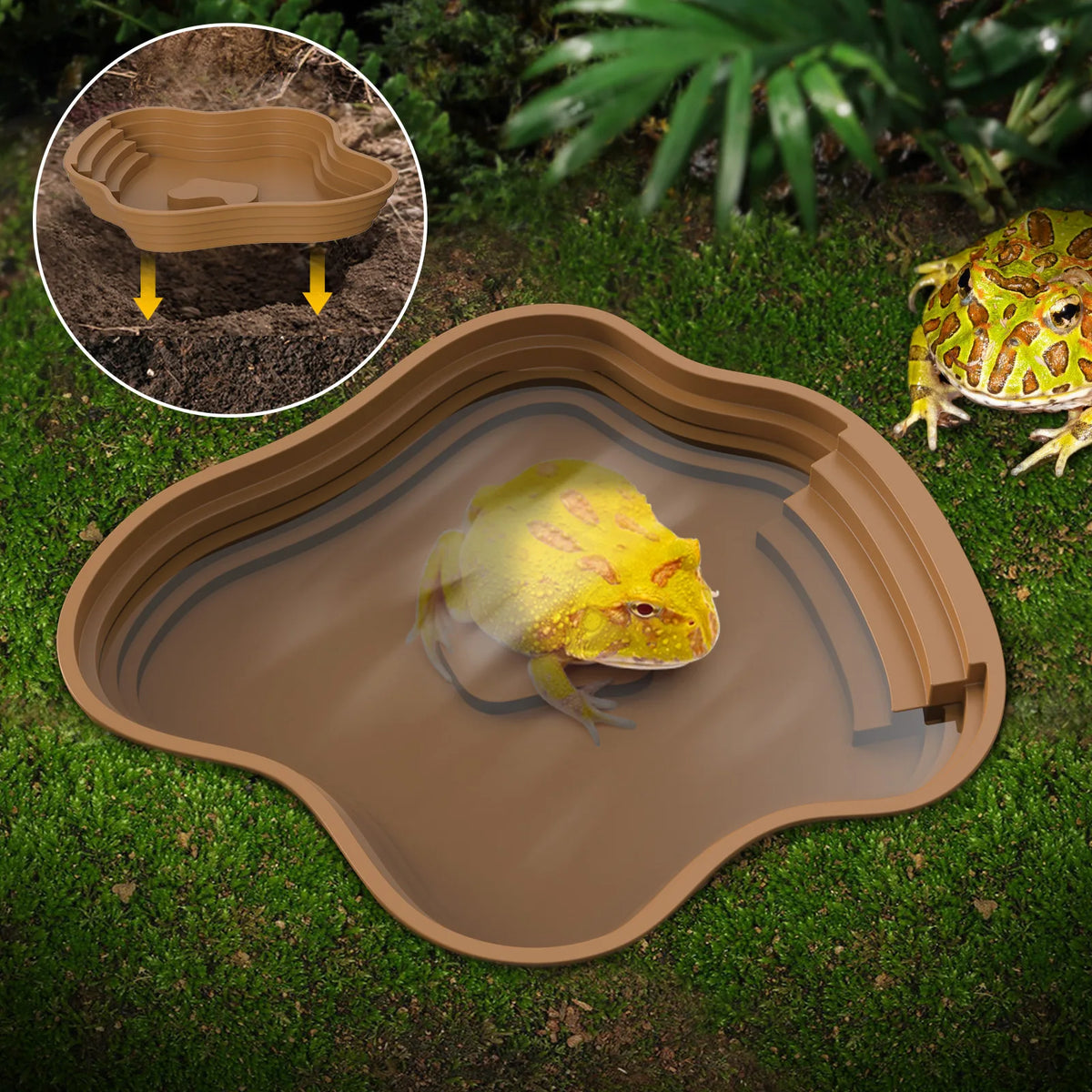 Bassin polyvalent pour tortue et grenouille
