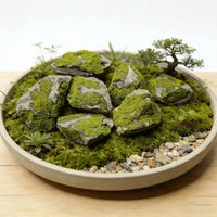 Ornement effet mousse installé en terrarium