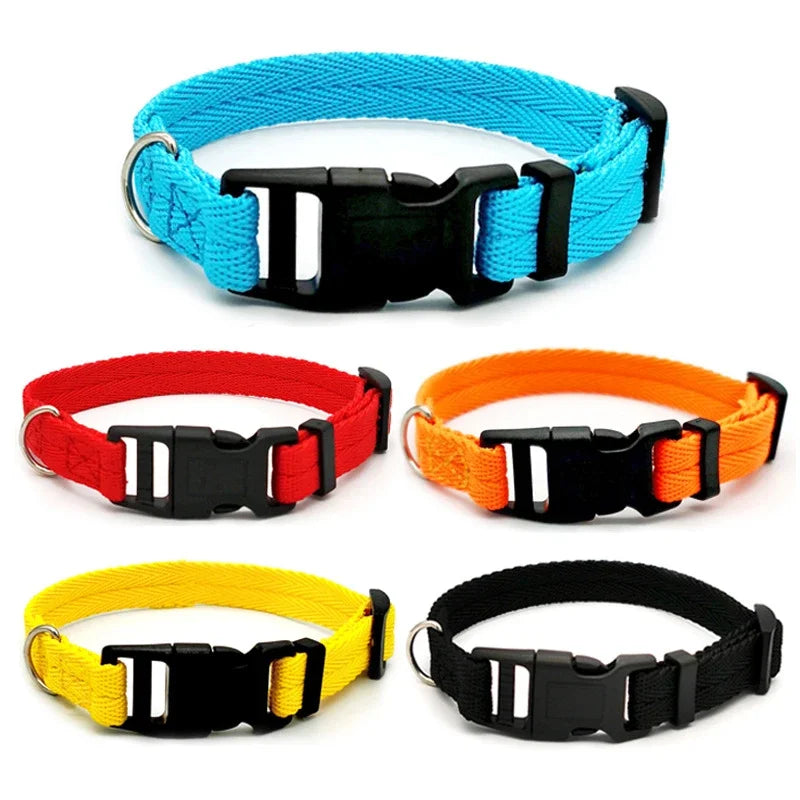 Collier pour chien - vue de face