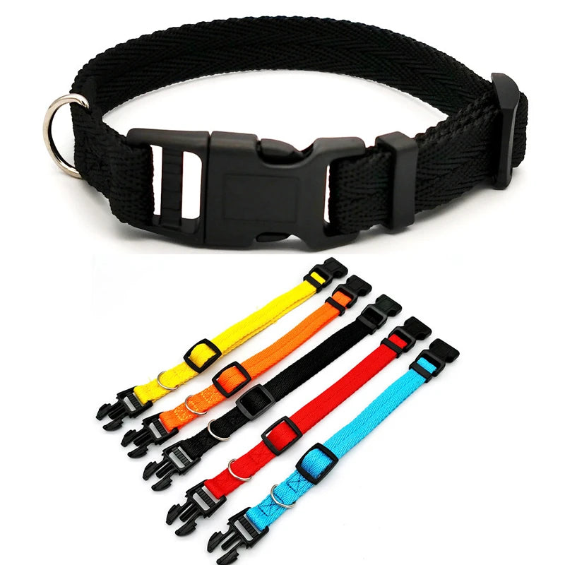 Collier porté par un chien