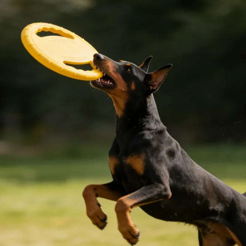 Frisbee indestructible pour chien - utilisation en extérieur