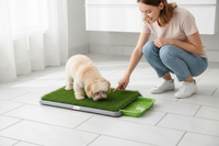 Chien apprentissage avec maître