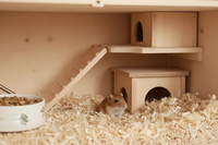 Gerbille dans sa cabane