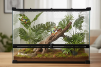 Grenouille arboricole