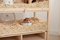 Hamster qui mange