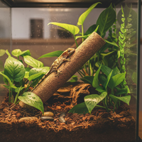 Branche de liège taille S pour terrarium