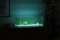 Aquarium en verre design épuré vu de face